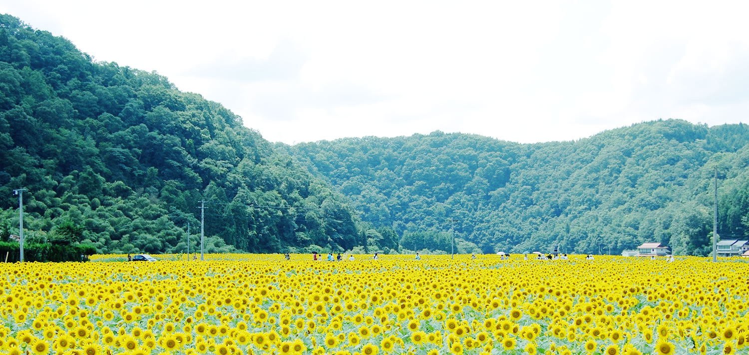 写真：お花畑