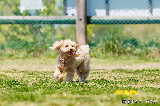 写真：ドッグラン