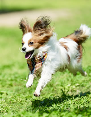 写真：犬