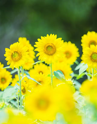 写真：お花