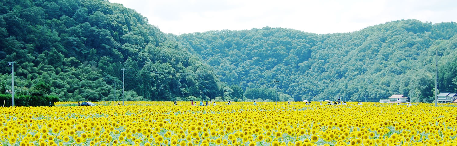 写真：お花畑